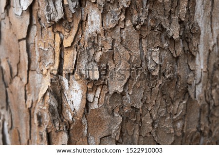  Rough texture of old wood.                                                              