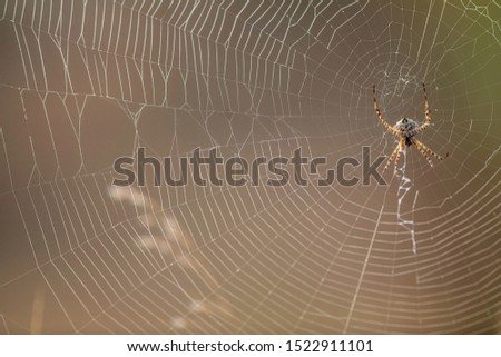 Early morning condensation on spider net