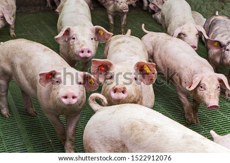 Pink pigs on the farm. Swine at the farm. Meat industry. Pig farming to meet the growing demand for meat. Royalty-Free Stock Photo #1522912076
