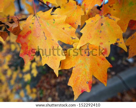 Maple leaves changing colors