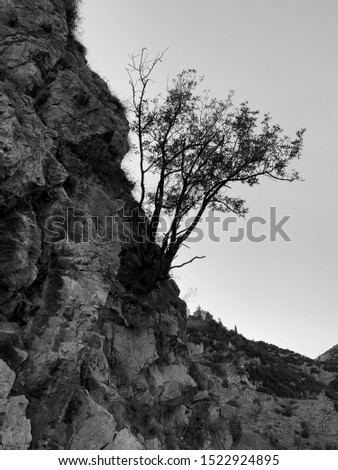 black and white photo of tree between rocks