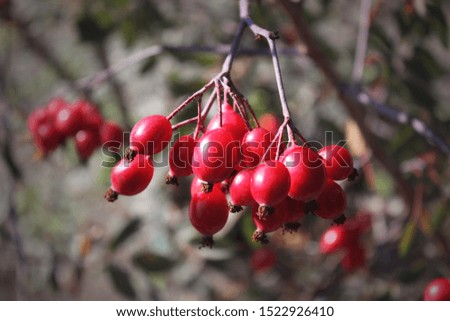 Large ripe rosehip berries. Red berries. A photograph can be used as a background, in design, to be placed on packages such as tea.