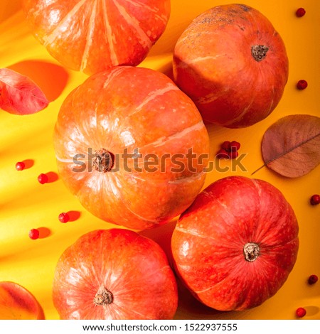Autumn composition with pumpkins, rowan berries on sunny yellow background in harsh light. Fall, thanksgiving concept.