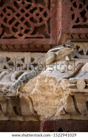 squirrel on old monument wall
