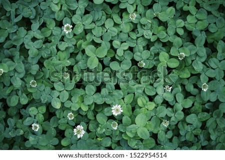 Leaf clover backgrounds ,walpapper, a clover leaf with four leaflets, rather than the typical three, thought to bring good luck