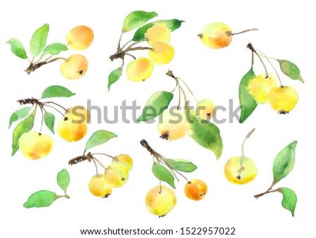 Yellow winter apples, leaves watercolour clip art, isolated. Illustration.