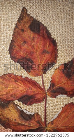 Autumn leaf close up texture
