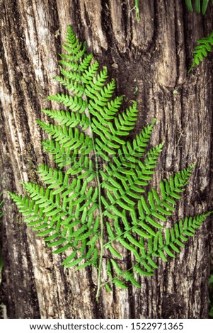 fern leaves on an old wood background with furrows.Wild and nature background,texture with symmetry.Top view