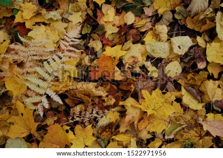 colorful background of fallen autumn colored leaves