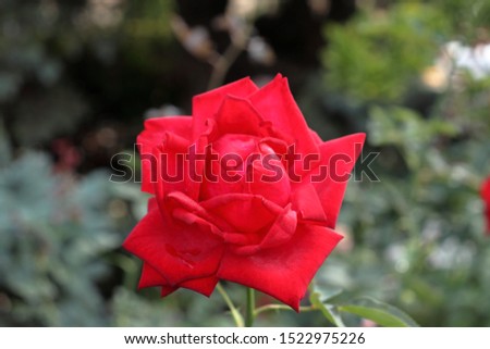 A beautiful rose in the fall season