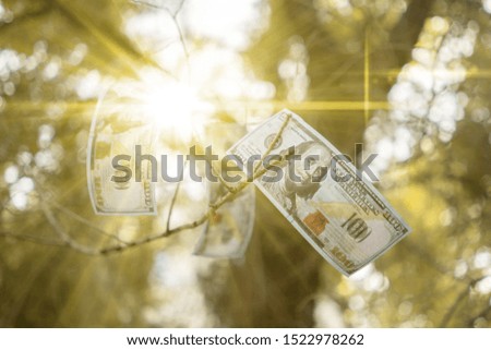 a branch of tree with paper dollar money growing on it