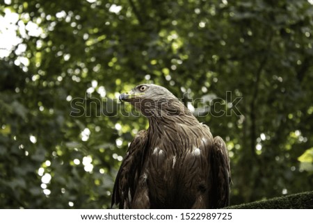 Wild eagle, animals and environment, mammals