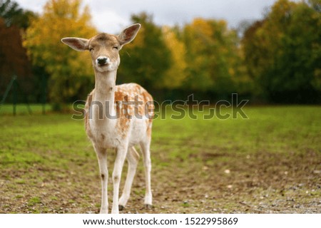 deer Portrait on a field
