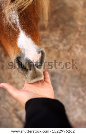 horse eating from a Mans hand