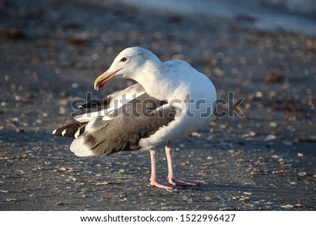 Picture of Seagull mulling about in the sand.