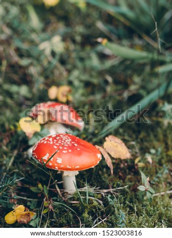 Toxic and hallucinogen mushroom Fly Agaric in grass on autumn forest background. Inspirational natural fall landscape. Amanita muscaria.