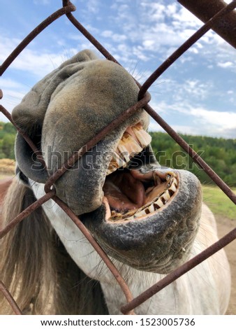 Horse showing teeth when eating food in farm in sunny day, dirty teeth