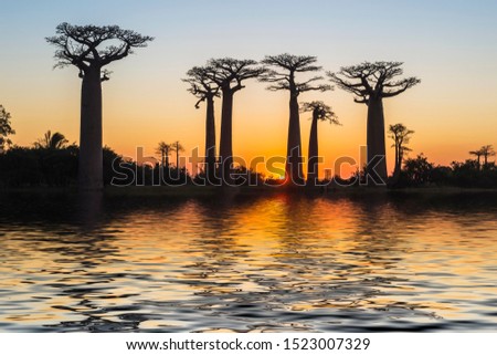 Baobab trees (Adansonia grandidieri) reflecting in the water at sunset, Morondava, Toliara province, Madagascar Royalty-Free Stock Photo #1523007329