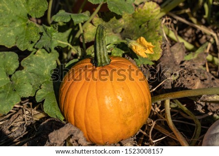 Bright orange pumpkin in pumpkin patch, ready to be picked for Halloween or Thanksgiving decoration. 