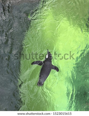 Penguin in a green water background