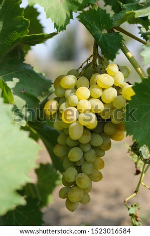 Green grapes on vine stock on a sunny day
