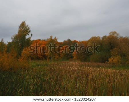 The picture was taken in 2019.The picture autumn.On the banks of the river trees with bright, yellow, red leaves.