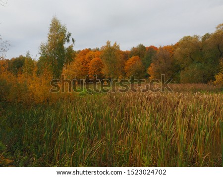The picture was taken in 2019.The picture autumn.On the banks of the river trees with bright, yellow, red leaves.