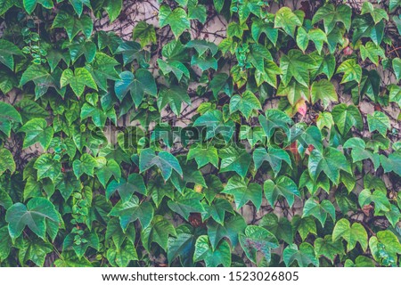 White wall fully covered with green and read ivy plant leaves. Vintage processing. Natural texture background.