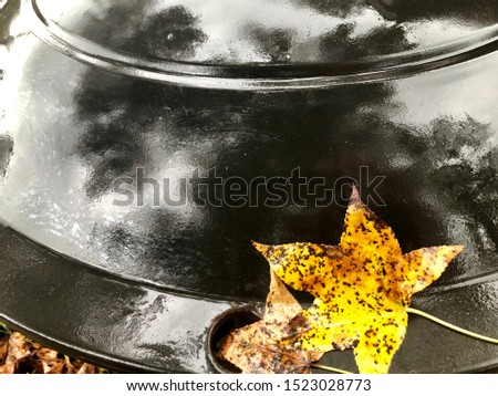 Yellow leaves fallen from an oak tree