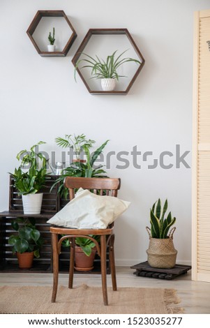Scandinavian interior design. White wall, wooden chair, cushion, hexagon wooden shelves and plants.