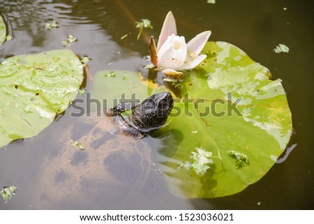 European bog turtle near white Lotus flower in the lake