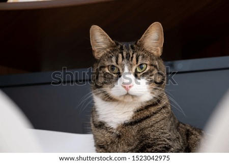 Half-length portrait of a domestic cat. The cat has a stern look. Eyes a little to the right