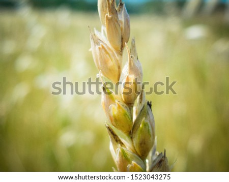 Straw Wheat field with yellow harvest. Crop of cereals golden grains of barley. Gold Background. Agriculture farm meadow in countryside. Nature and landscape. Scenery in summer. Organic. Mixed media