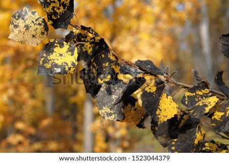Beautiful multicolored autumn leaves in october forest macro