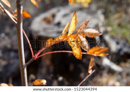 Colorful red rowan leaves in autumn close-up photo