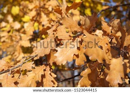 A branch of an oak-tree with dry autunm leaves
