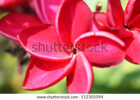 red frangiapani flower