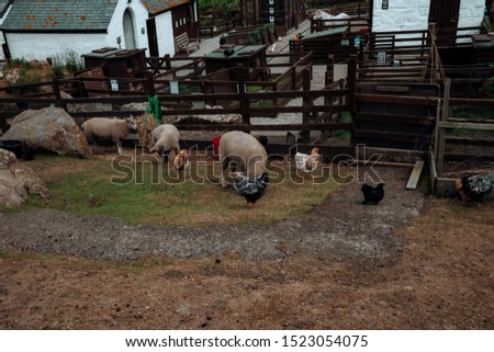 farm with sheep, chicken, turkey, and other animals
