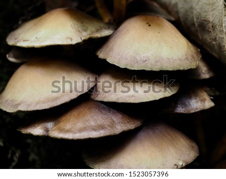 Wild mushrooms taken in an ancient forest in the UK