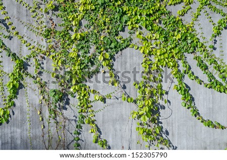 ivy green on wall for decorate