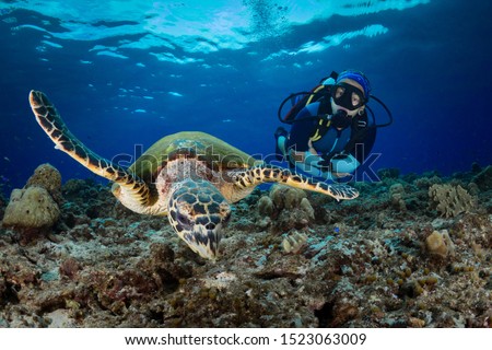 Female scuba diver swims with hawksbill turtle above coral reef Royalty-Free Stock Photo #1523063009