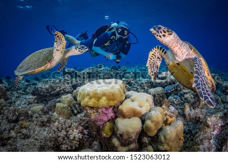 Female scuba diver swims with hawksbill turtle above coral reef Royalty-Free Stock Photo #1523063012