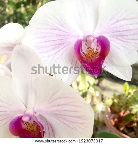 White orchid with pink center and veins in a garden background. Closeup