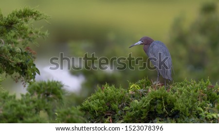 A Little Blue Heron perched above the rookery.