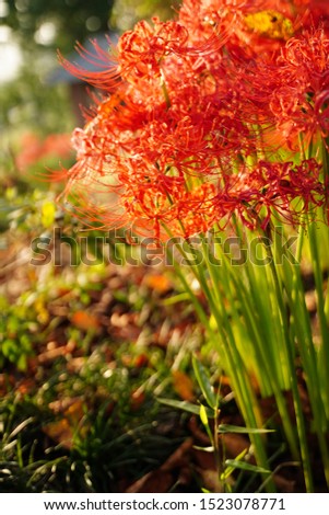 Cluster amaryllis, Red Spider lily, Cluster belladonna, Red flower Called "Manju Syage" in Japanese. In October at Saitama, Japan.