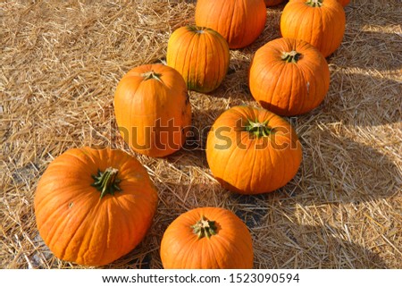 Arrangement of several orange pumpkins