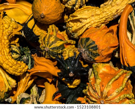 Colorful Gourds at a farm stand during pumpkin picking time
