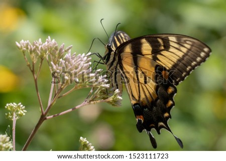An Eastern Tiger Swallowtail at Crowder County Park in Apex, North Carolina.