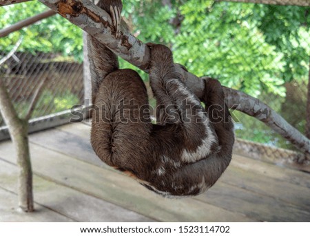 Sloths hanging on the branch in Amazon, Iquitos, Peru