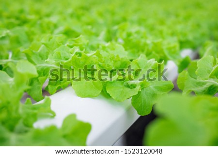 Close Up hydroponic Vegetable Farm. How to grow hydroponics using the water system in the greenhouse. Without soil. The concept of growing healthy vegetables in a controlled system.